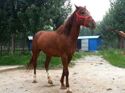 新疆昭苏县素有“天马之乡”美誉，当地最引人注目的是什么？