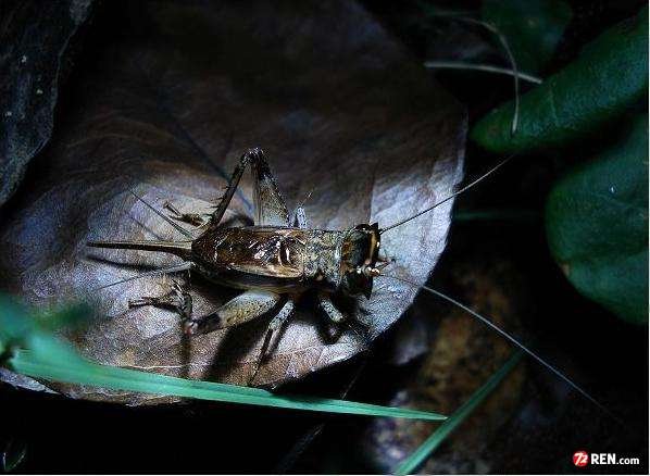 我捉到一只 蛐蛐，怎么是平头的，我没见过这样的，有谁知道这是什么品种啊