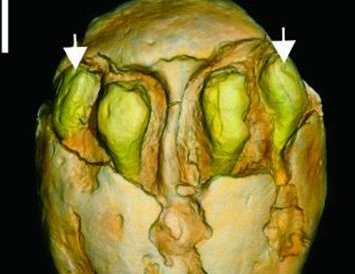 1500万年前的枣被发现，那个时代的枣长什么样？
