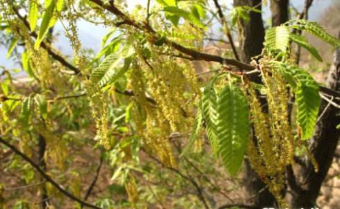 请问这是什么树？