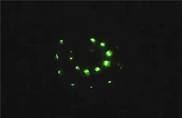 5厘米巨型萤火虫现身四川，这是什么品种的萤火虫？