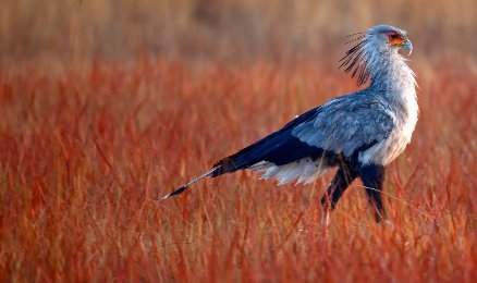蛇类的十大天敌是什么