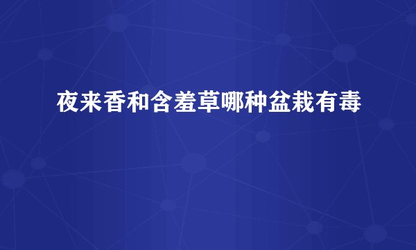 夜来香和含羞草哪种盆栽有毒