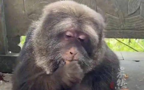 寺庙当家回应师太喂养独臂猴十余年！具体是如何回应的？