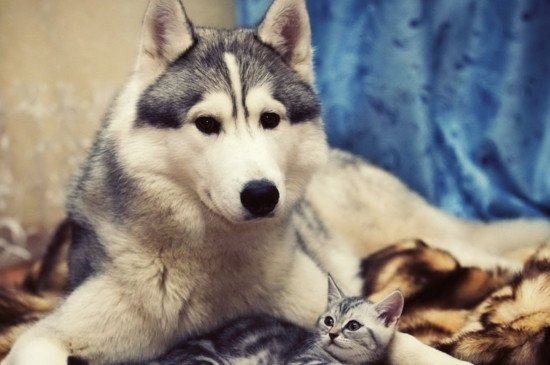 狼会把哈士奇当同类吗，会而且能与二哈相处融洽