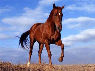 新疆昭苏县素有“天马之乡”美誉，当地最引人注目的是什么？