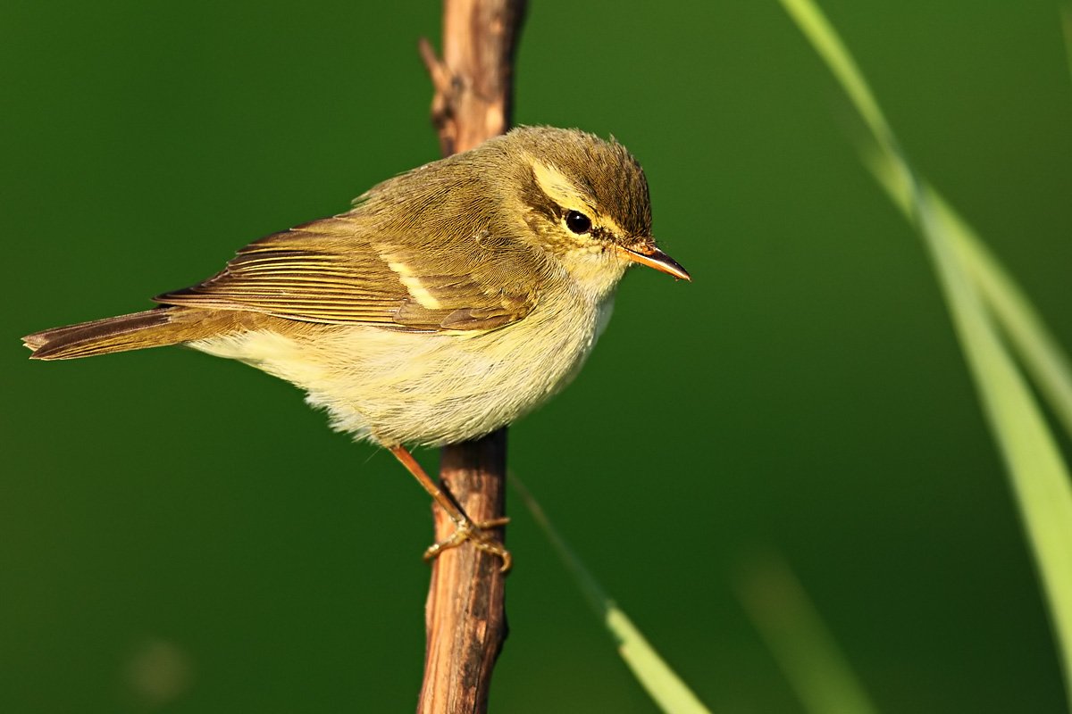 双斑绿柳莺的介绍