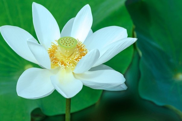 岁岁青莲讲的什么