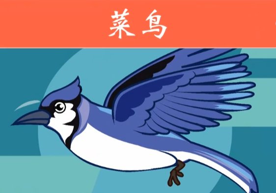 菜鸟是什么意思