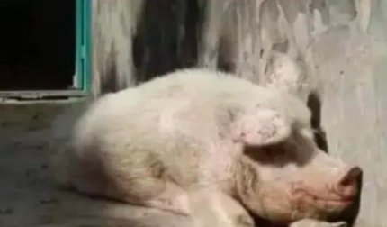 猪是哪个国家的国宝