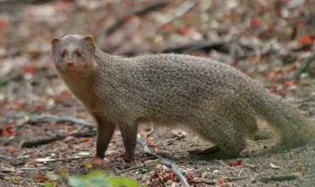 蛇类的十大天敌是什么