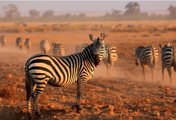 动物福利包括哪些内容？