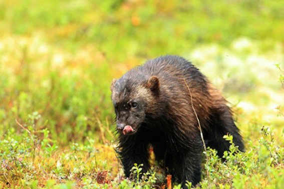 wolverine是什么意思