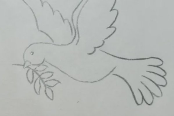 和平鸽怎么画简笔画