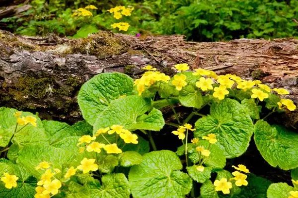 草字头官读什么