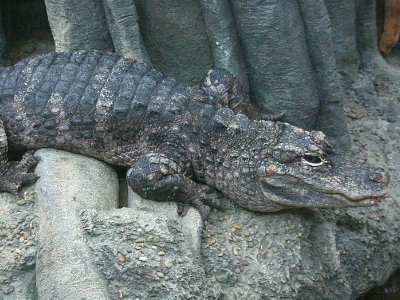 动植物有哪些？