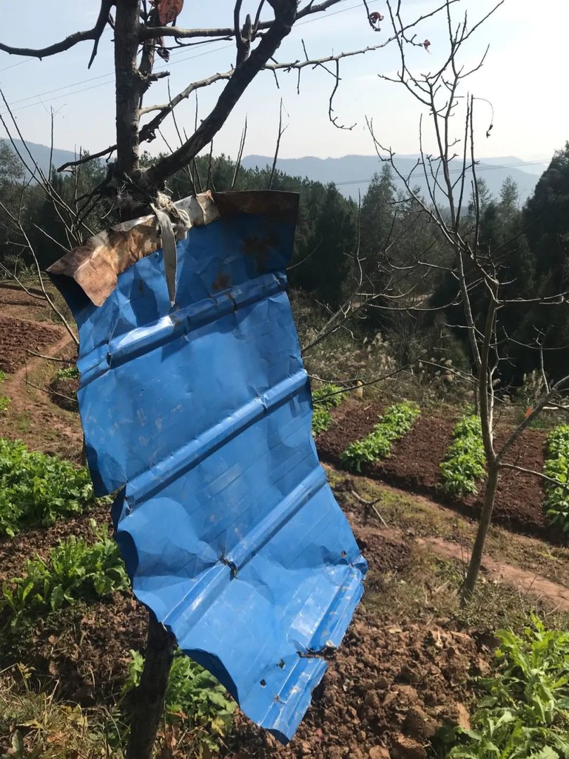 四川一67岁老妇为护庄稼与野猪抗争7年，期间都经历了什么？