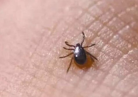 请问：什么动物能吃蜱虫，也就是说蜱虫的克星是什么动物？