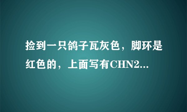 捡到一只鸽子瓦灰色，脚环是红色的，上面写有CHN2012－01－003951是那里的鸽子?