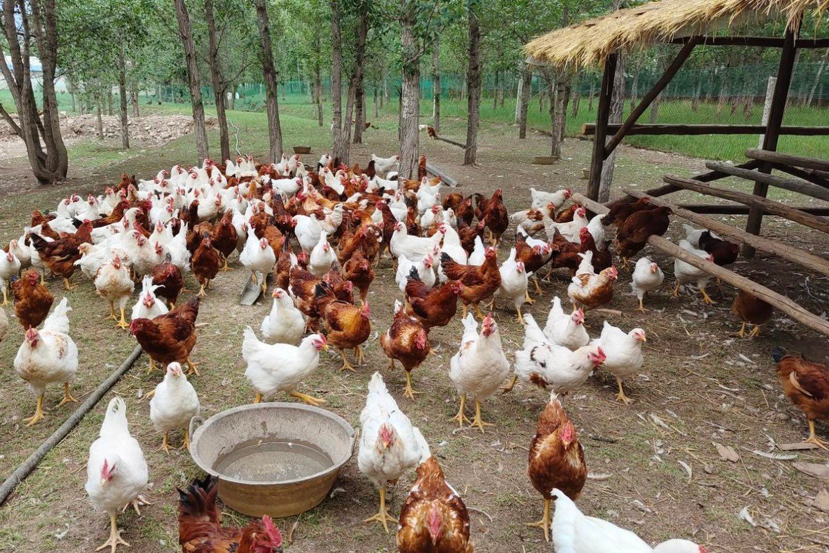 超级肉禽系统的主要内容