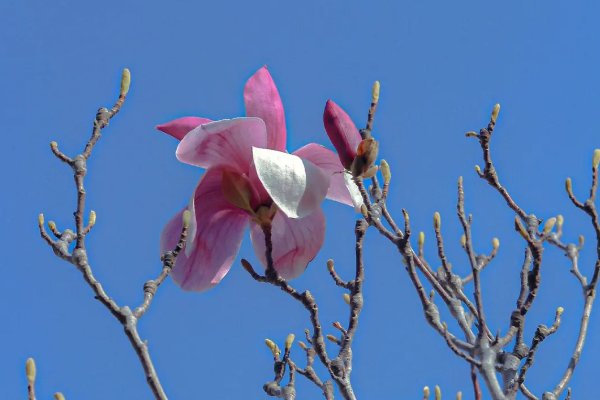 玉兰花的样子,颜色,气味,特点