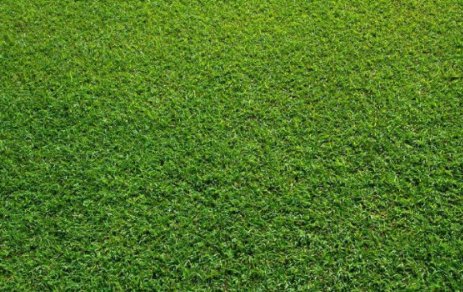 什么叫草地？它又什么特点？