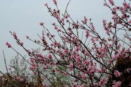 “春风桃李花开日，秋雨梧桐叶落时”这句诗是什么意思呢
