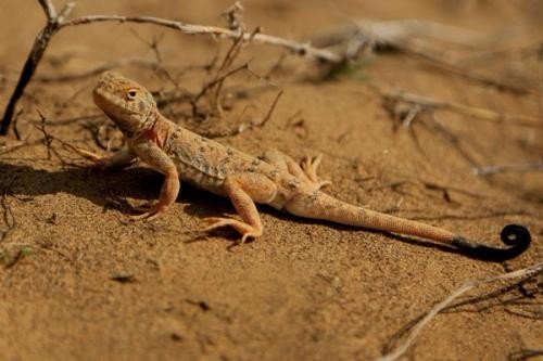 一些蜥蜴为什么会吃掉自己的尾巴？