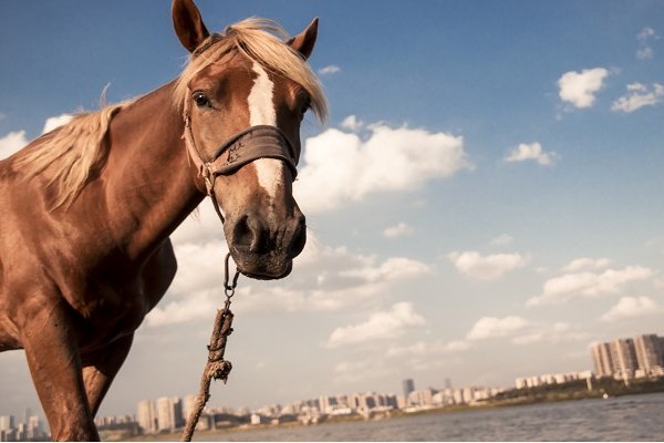 匕鬯不惊指的是什么生肖