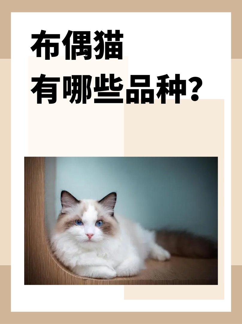 什么是重点色布偶猫?