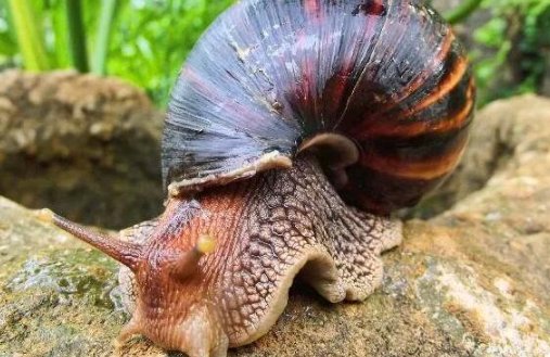 吸血蜗牛长什么样?
