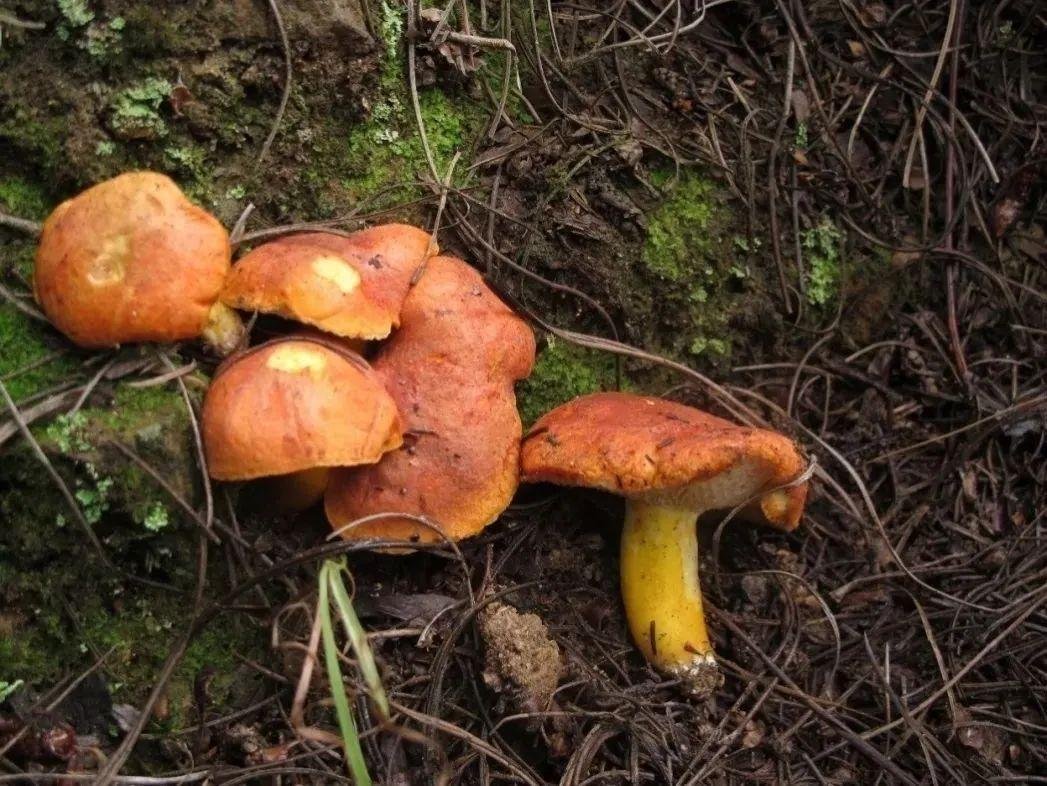 云南蓝莓地里曾长出“百斤”野生菌，这种野生菌到底是什么？