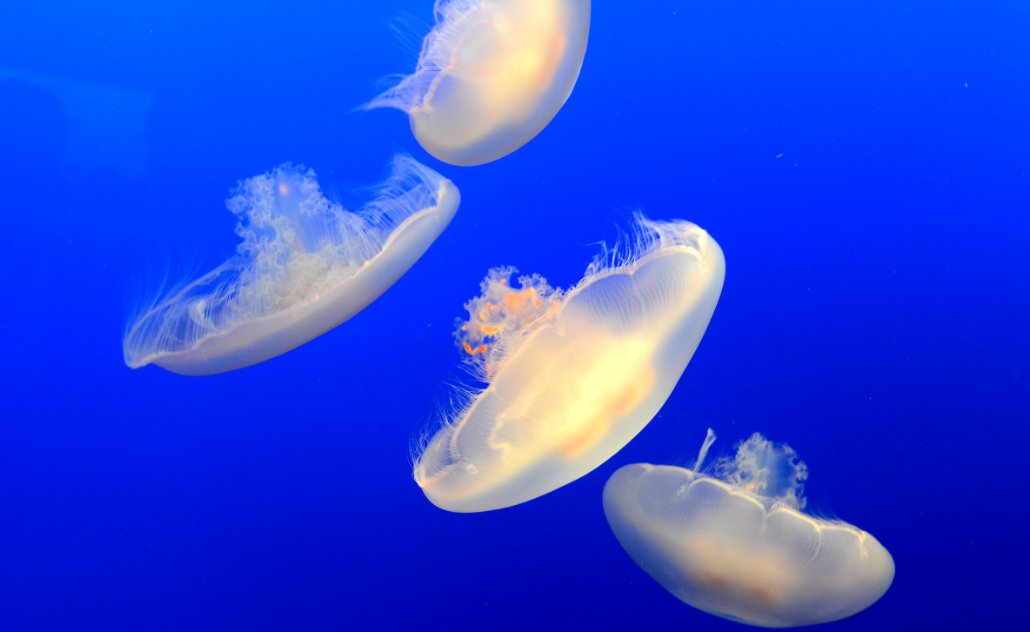 哪种海洋动物没有