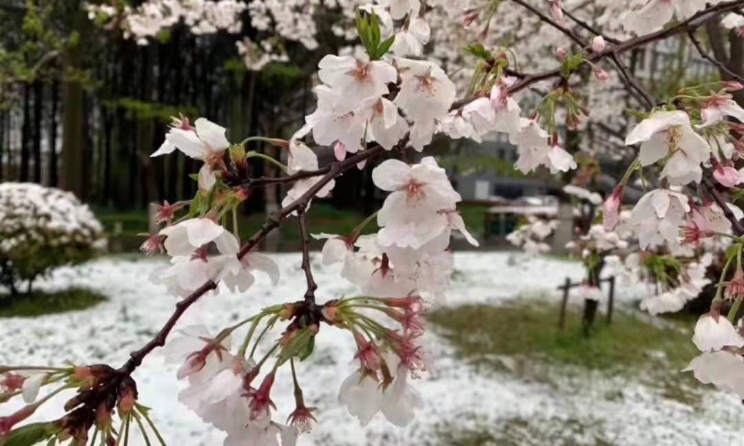 三月飘雪有什么说法