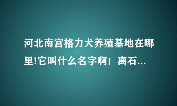河北南宫格力犬养殖基地在哪里!它叫什么名字啊！离石家庄多远啊！