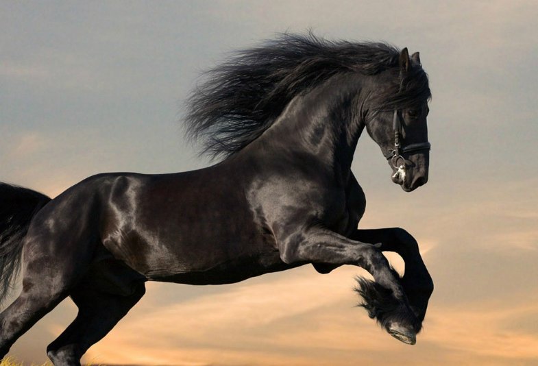 伯乐《相马经》文言文翻译内容是什么？