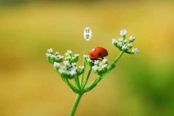 惊蛰的美好寓意和象征