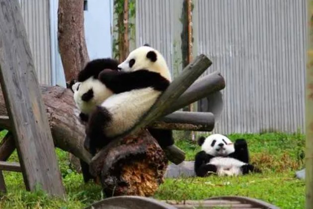 panda是什么意思？