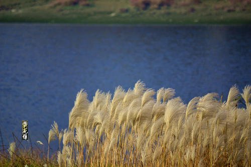 请问白露为霜的上一句是什么