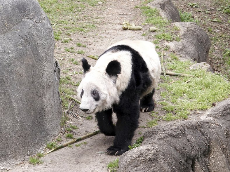 丫丫回来吧是哪首歌改编的