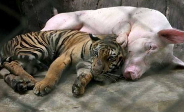 “扮猪吃老虎”是什么意思
