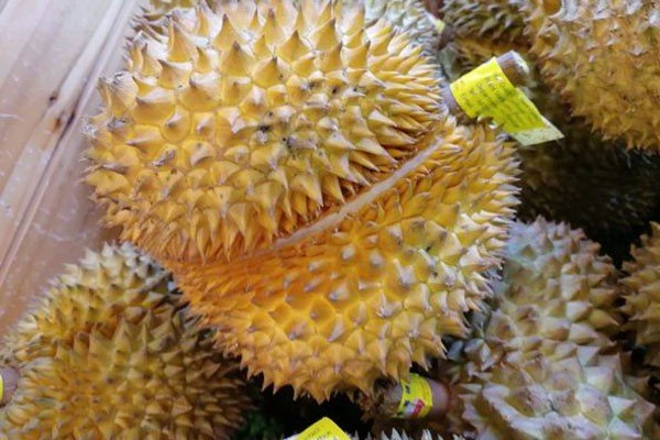 干尧榴莲和金枕头榴莲哪个好吃？