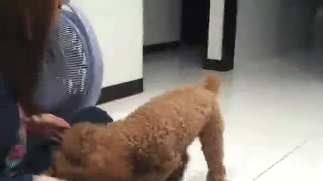 乾通名犬俱乐部的发展战略