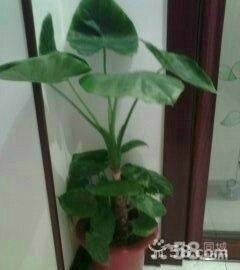 观音家养的熊的介绍