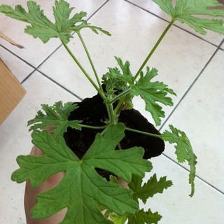 柠檬天竺葵的介绍