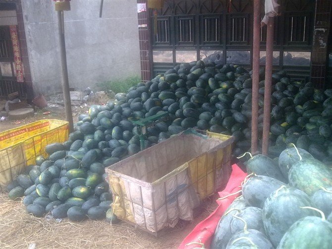 黑美人是西瓜的品种,它的产地是在什么地方?