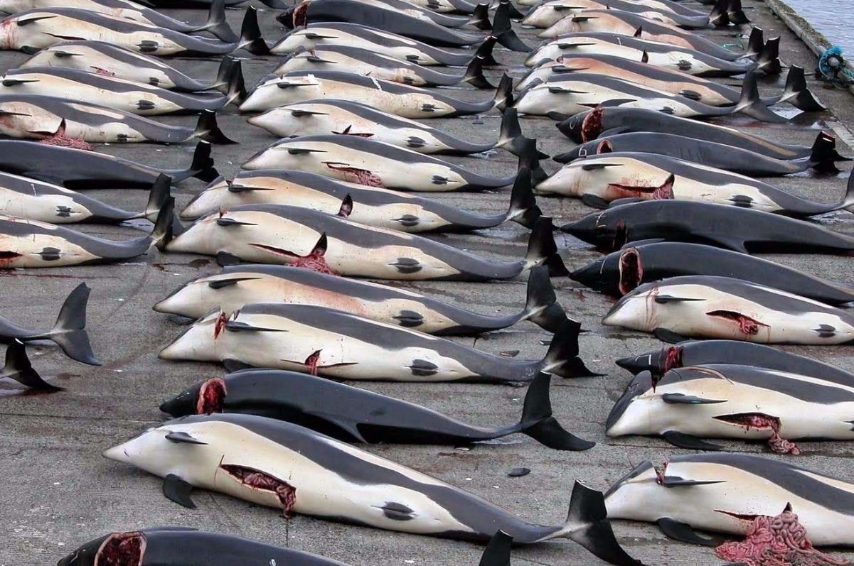 日本捕获1430吨鲸肉,日本为何总是如此大规模地捕杀鲸鱼?