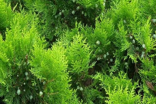 有关侧柏的所有资料！
