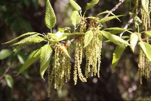 请问这是什么树？