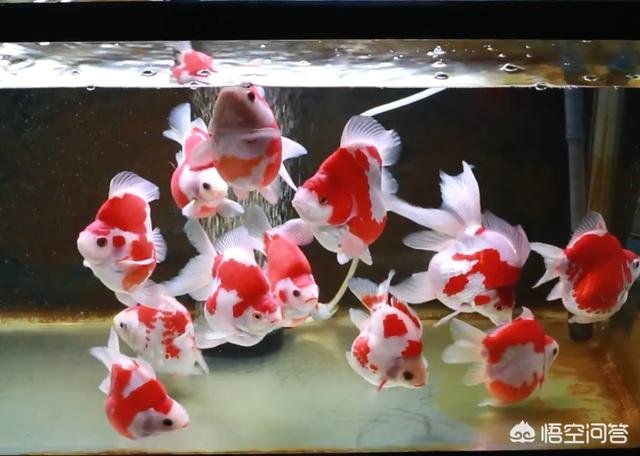 金鱼真的只有七秒钟的记忆嘛？